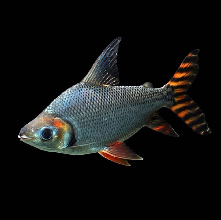 Borgou Straight striped Phoenix fish