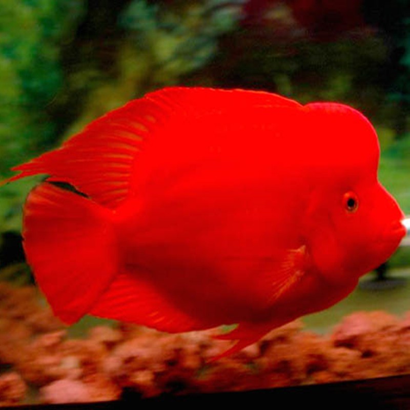 Borgou Caishen parrot fish - red Caishen fish