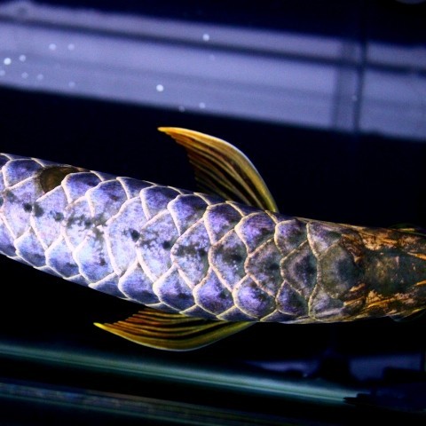 Borgou Blue backed Arowana