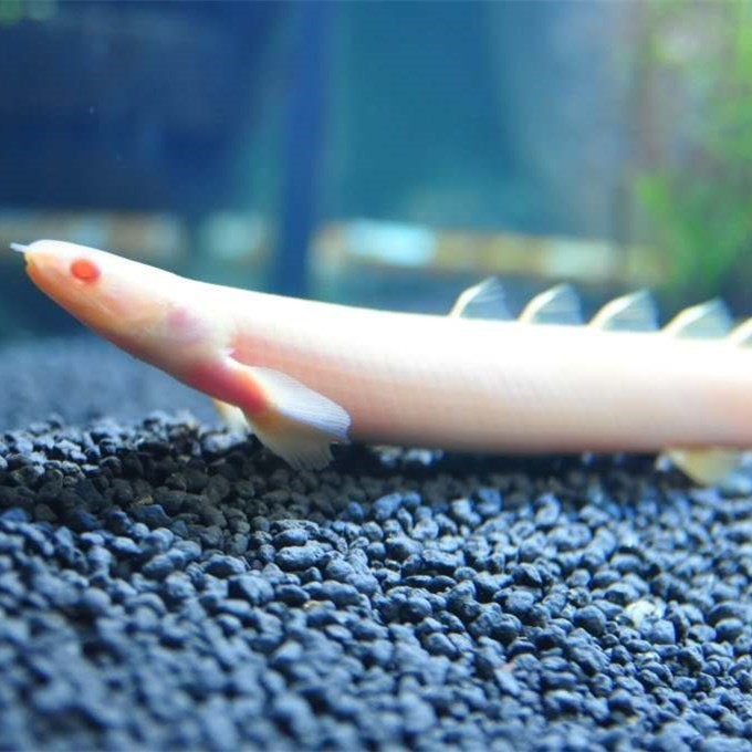 Borgou Albino nine horned Arowana