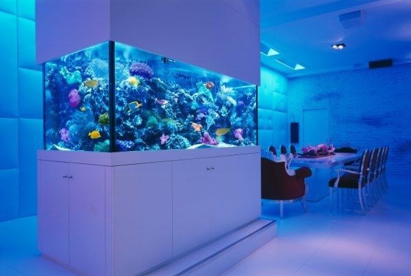 Borgou Acrylic aquarium customized