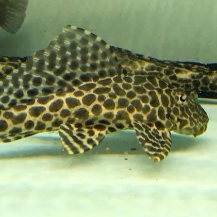 Borgou Leopard fish