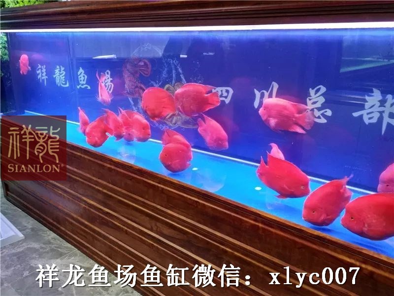 Borgou Custom made aquarium in hotel exhibition hall