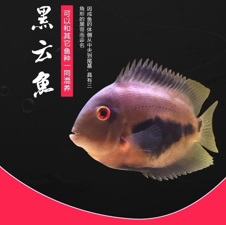 Borgou Black cloud (auspicious) fish