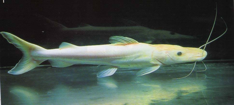 Borgou Albino duck billed fish