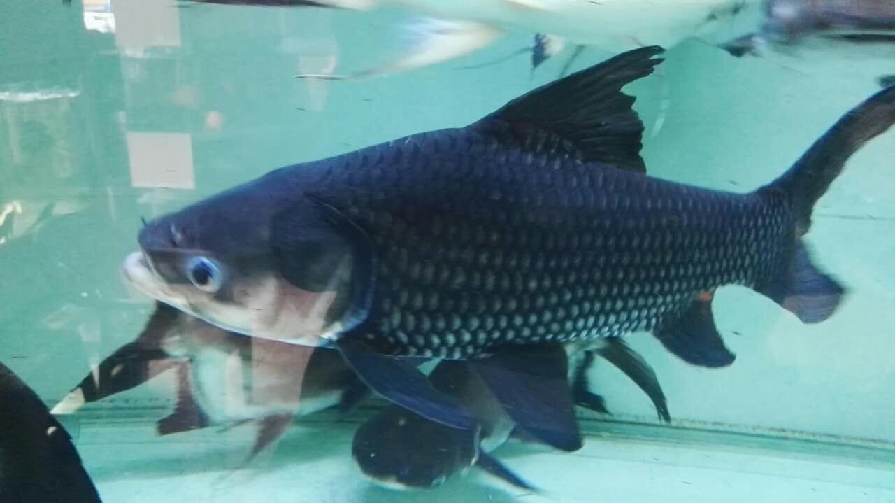 Borgou Siamese giant carp