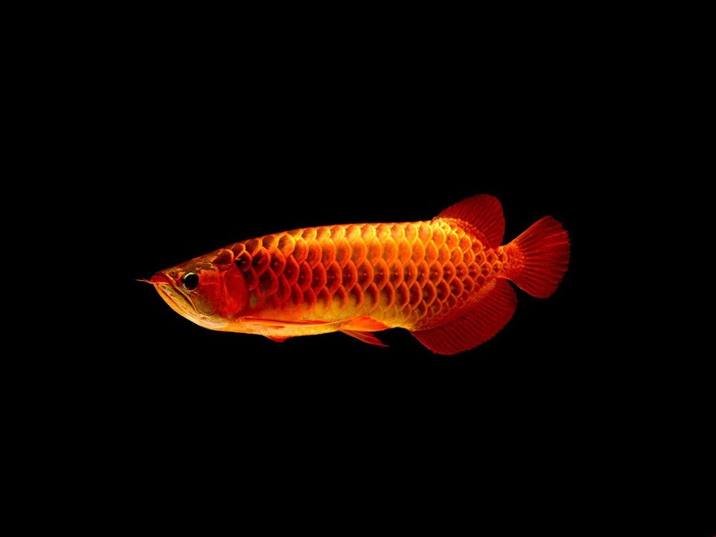 Borgou Red arowana with blue background