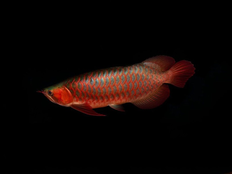 Borgou Red arowana with green bottom