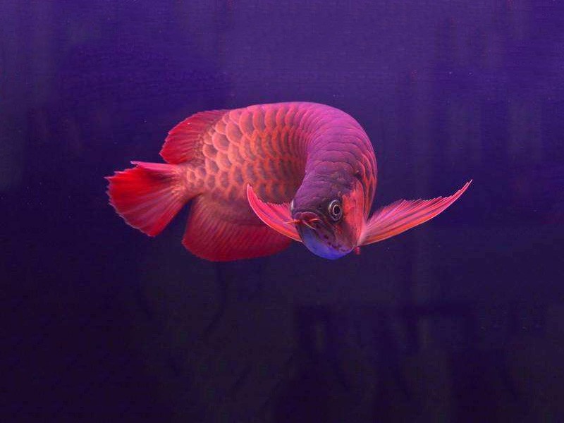 Borgou Chili red arowana 2