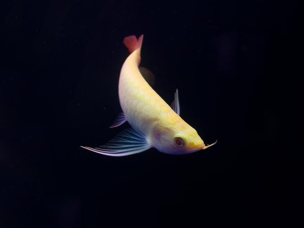 Borgou Albino red Arowana