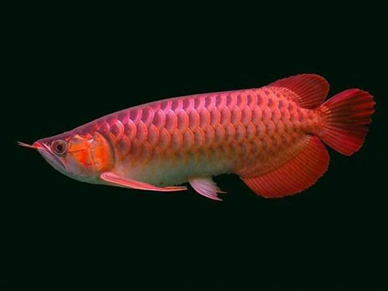 Borgou Chili red Arowana