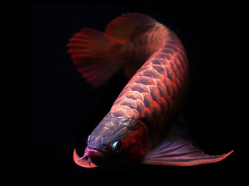 Borgou Orange red Arowana