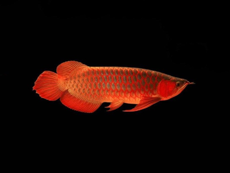 Borgou Red bottom red Arowana