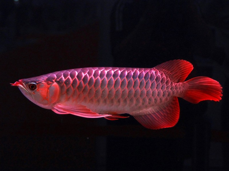 Borgou Great Lake red Arowana